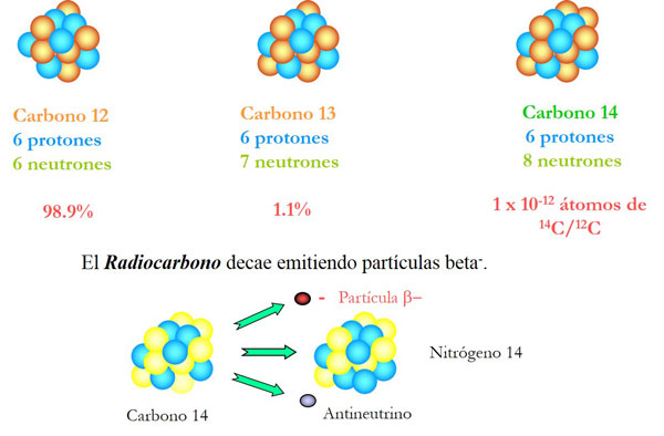 El carbono 12. También reconocido como Radiocarbono, es el isótopo más pesado y el único radioactivo del elemento carbono